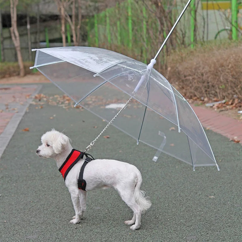 Parapluie pour Chien: La Révolution des Promenades